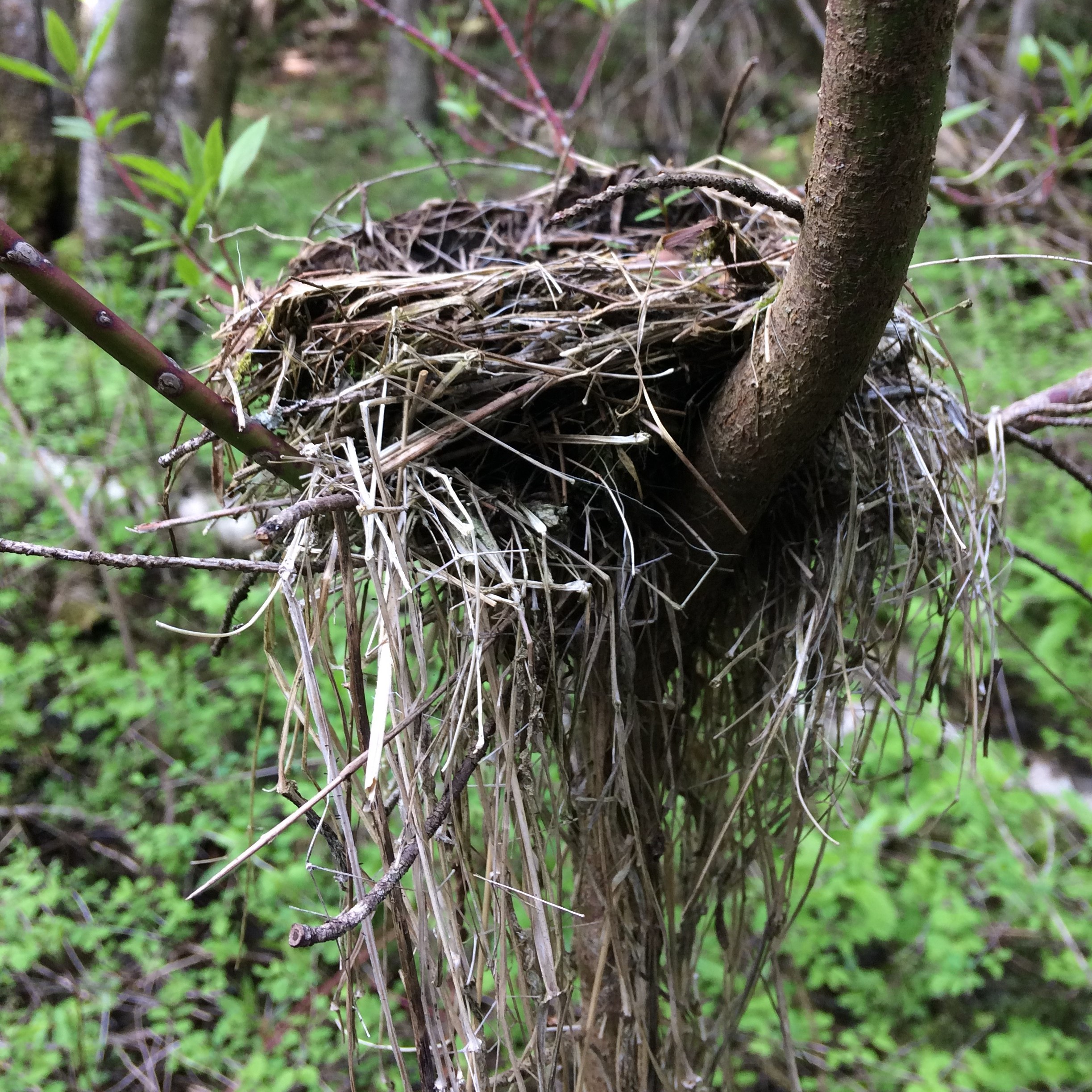 The Dos and Donts of Bird Nest Removal